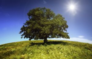 Analiza Drzewa Błędów - w ocenie ryzyka